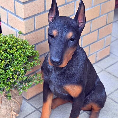 楽天市場】WOOBIA ドーベルマン いぬ 犬の置物ドーベルマンピッシャ