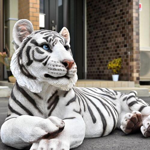 楽天市場】ホワイトタイガー 虎 トラトラの置物 置物 リアルな置物