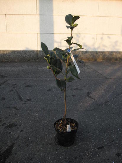 楽天市場】2026年開花高級椿 庭木椿の仲間・七曜変化 : 園芸百貨店