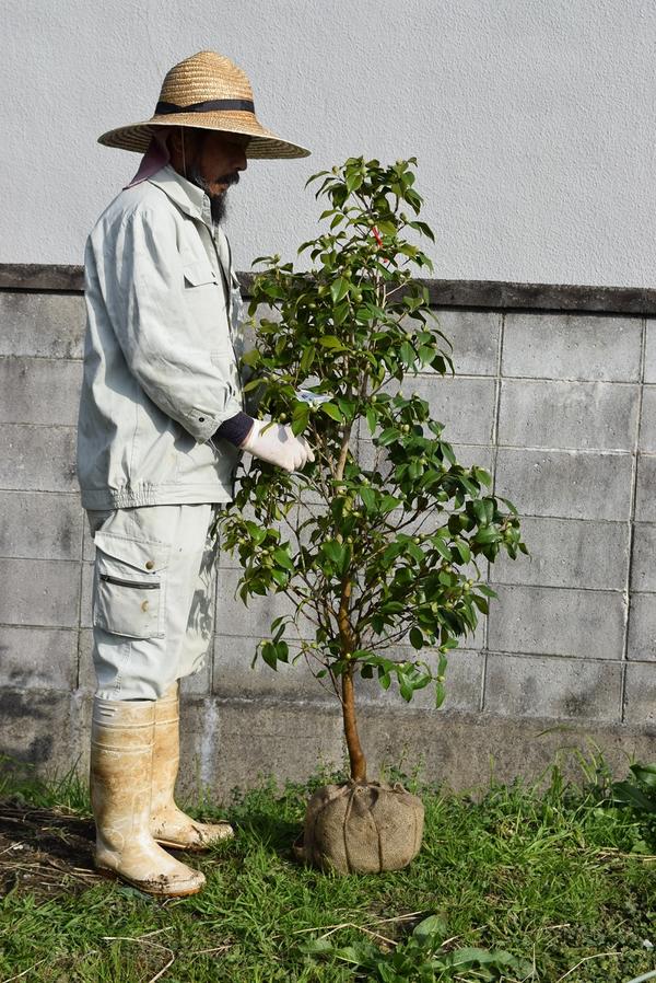 楽天市場】椿庭木絵日傘椿 ツバキ 大苗 樹齢約8年接ぎ木椿苗 : 園芸