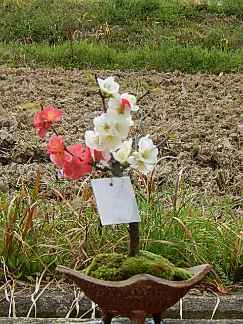 楽天市場】ボケ盆栽日月星 咲き分け木瓜日月星2018年花芽有り3月頃に