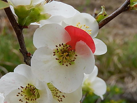 楽天市場】ボケ盆栽日月星 咲き分け木瓜日月星2018年花芽有り3月頃に