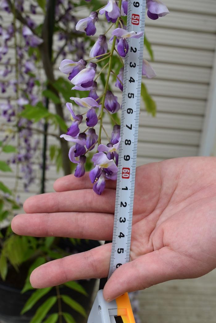 楽天市場】九尺藤苗2026年4月に開花苗藤棚として使用できる大苗藤苗木