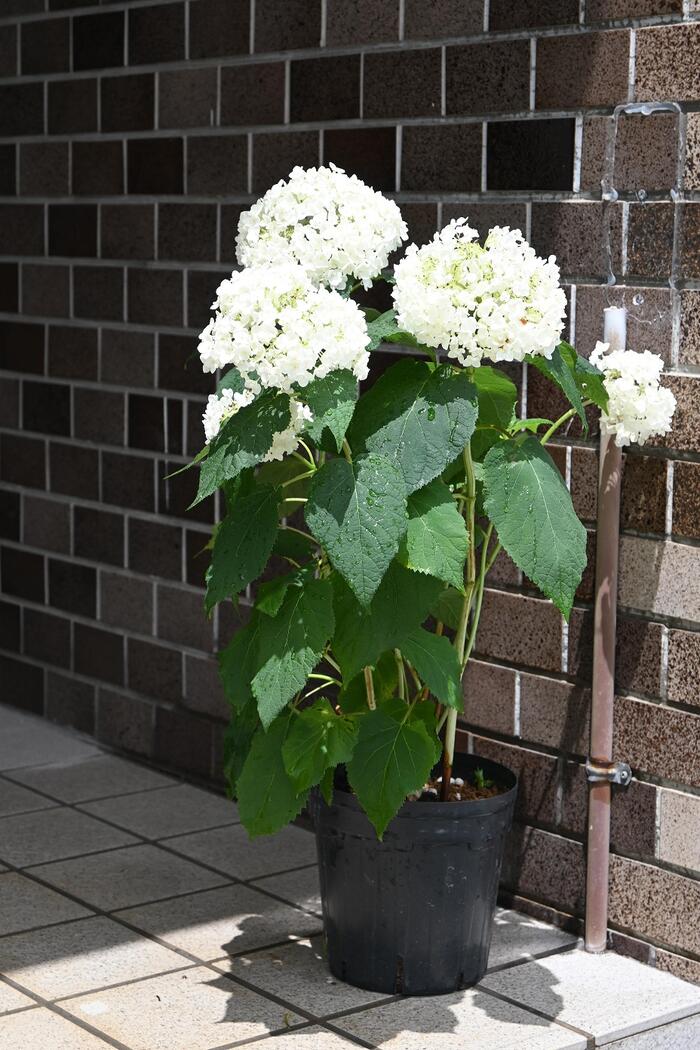 楽天市場】2026年6月初め開花苗アナベル紫陽花開花終了剪定後肥料付き