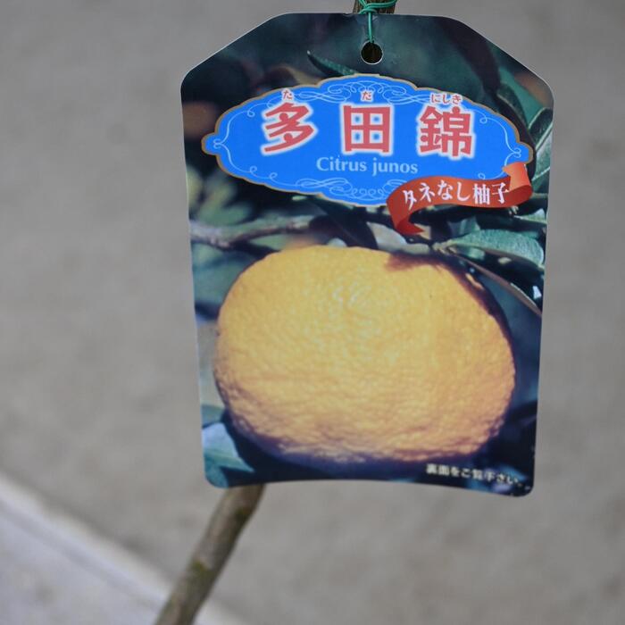 楽天市場】種なしユズ 多田錦 苗種無しユズ苗多田錦柚子 : 園芸百貨店