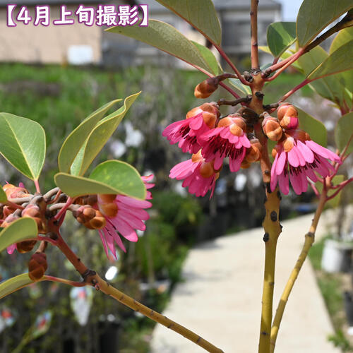 楽天市場】ロドレイヤ 鉢植え 竹下性 シャクナゲモドキ テラコッタ鉢