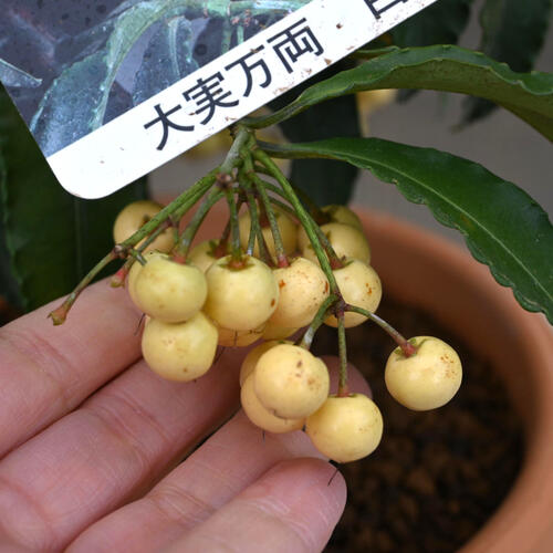 楽天市場】2026年万両 鉢植え 大実万両 素焼き鉢入り縁起の良い木