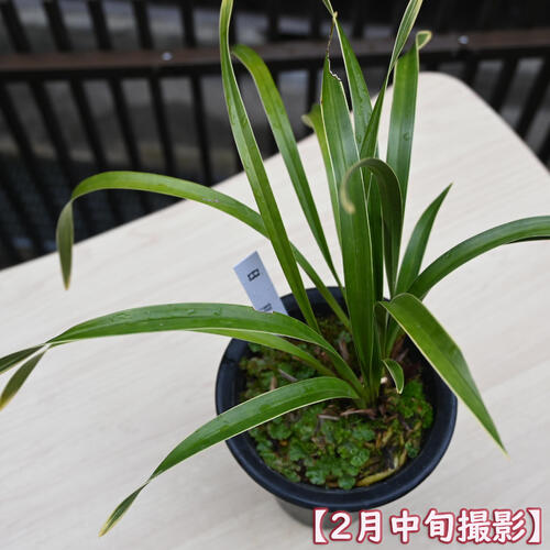 楽天市場】2025年キンリョウヘン 日月 金稜辺 斑入り プラ鉢入り