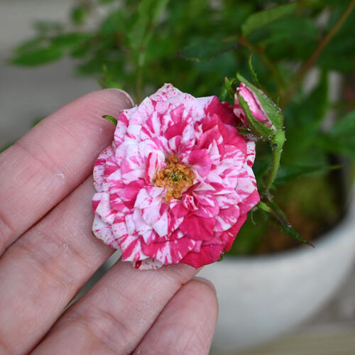 楽天市場】2025年5月開花 ミニバラ ゼブラ 鉢花 姫バラ 薔薇 絞り咲き