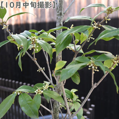 楽天市場】お届けは2026年開花見込みとなりますギンモクセイ 鉢植え 銀