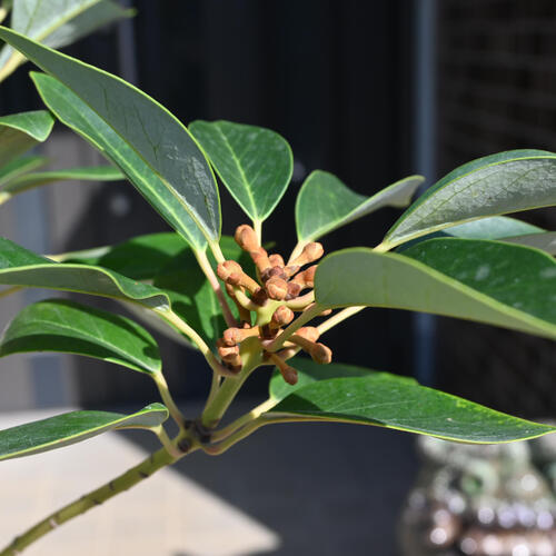 楽天市場】ロドレイヤ 鉢植え 竹下性 シャクナゲモドキ テラコッタ鉢