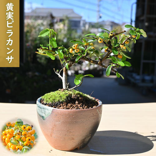 楽天市場】ピラカンサ（ガーデニング・農業｜花・ガーデン・DIY）の通販