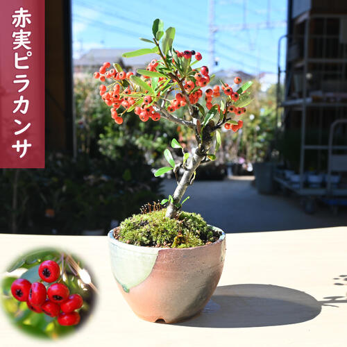 楽天市場】鉢植え ピラカンサの通販