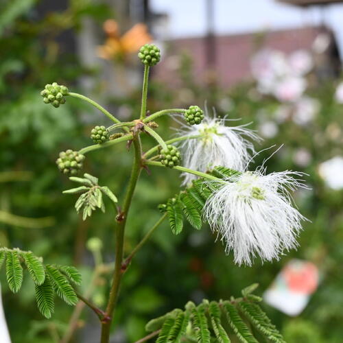 楽天市場】2026年NEW 白花ネムノキ 鉢植え 合歓木 : 園芸百貨店何でも