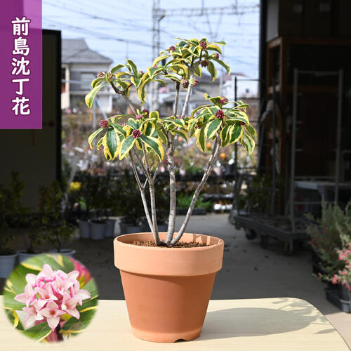 楽天市場 | 園芸百貨店何でも揃うこぼんさい - 春 夏 秋 冬 日本の四季