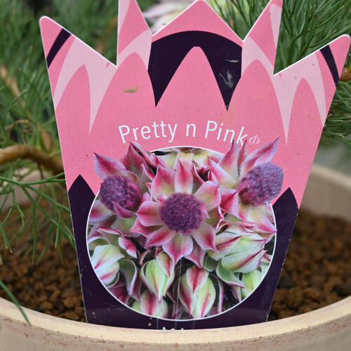 楽天市場】プレゼントに 2026年1月～2月開花セルリア プリティピンク