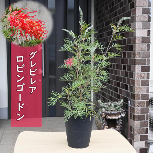 楽天市場】グレビレア ロビンゴードン 6号 プラ鉢入り オージー