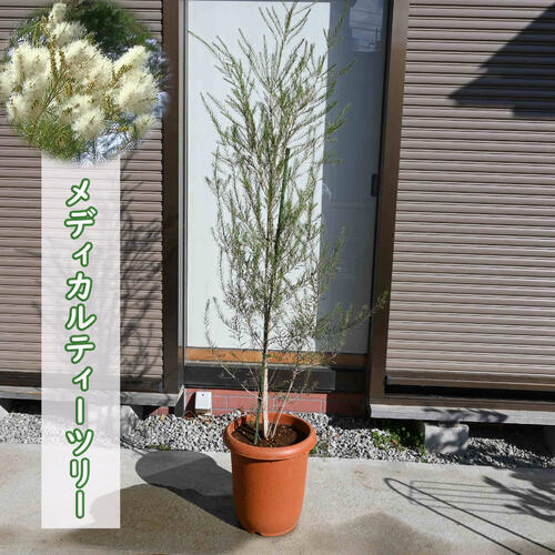 楽天市場】150センチシンボルツリーにもできます2026年大きな