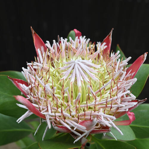 楽天市場】5号サイズプロテア リトルプリンス プラ鉢入り ネイティブ