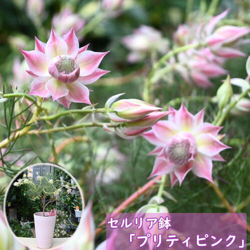 楽天市場】プレゼントに 2026年1～2月開花 セルリア プリティピンク