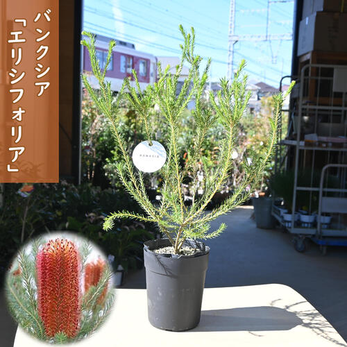 楽天市場】バンクシア エリシフォーリアの通販