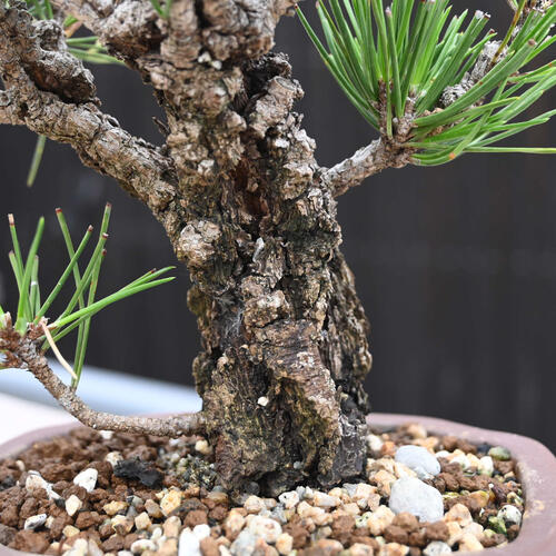 楽天市場】錦松盆栽 本格 黒松 盆栽 : 園芸百貨店何でも揃うこぼんさい