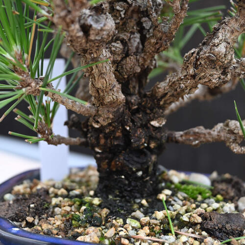 楽天市場】岩石松盆栽 本格 岩石性 黒松 盆栽 : 園芸百貨店何でも揃う