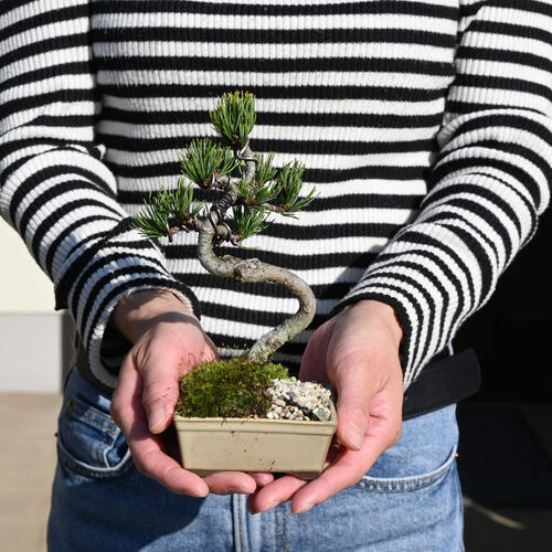 楽天市場】2024年11月撮影五葉松盆栽 本格 盆栽マツ まつ 吾妻 五葉松