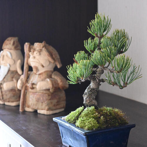 楽天市場】2024年11月撮影五葉松盆栽 本格 盆栽マツ まつ 吾妻 五葉松