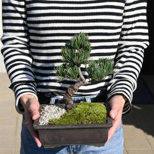 楽天市場】2024年11月撮影五葉松盆栽 本格 盆栽マツ まつ 吾妻 五葉松