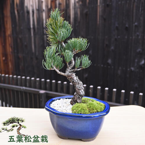 楽天市場】2024年11月撮影五葉松盆栽 本格 盆栽マツ まつ 吾妻 五葉松