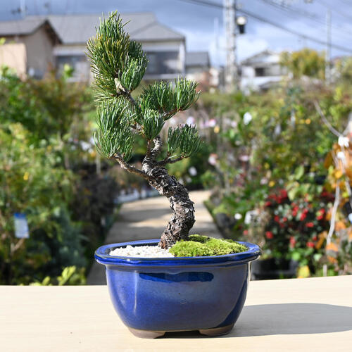 楽天市場】2024年11月撮影五葉松盆栽 本格 盆栽マツ まつ 吾妻 五葉松