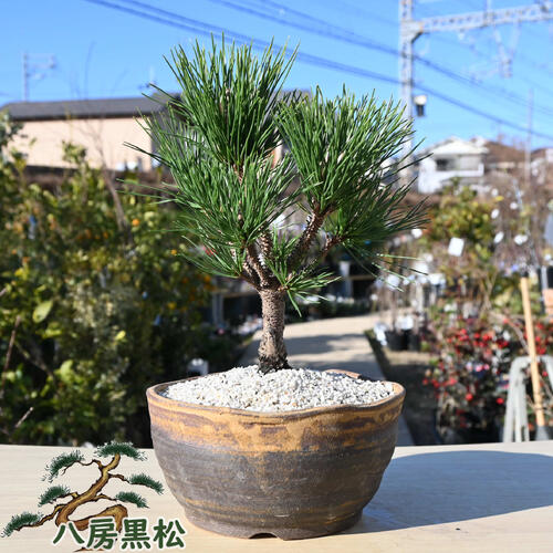 楽天市場】八房黒松盆栽 本格 黒松 盆栽 贈り物 プレゼント 八房性
