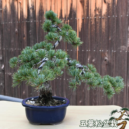 楽天市場】現品 2025年8月27日撮影 五葉松盆栽 本格 五葉松 盆栽 縁起