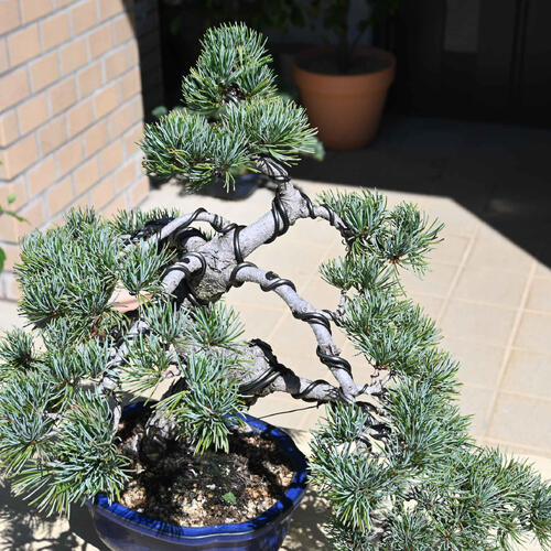 楽天市場】現品 2025年9月2日撮影 五葉松盆栽 本格 五葉松 盆栽 縁起の