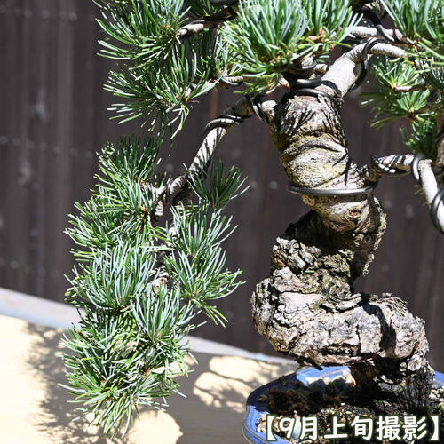 楽天市場】現品 2025年9月2日撮影 五葉松盆栽 本格 五葉松 盆栽 縁起の