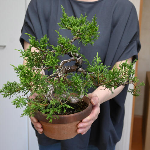 楽天市場】現品 2025年9月2日撮影 糸魚川真柏 盆栽 しんぱく : 園芸