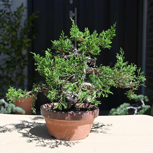 楽天市場】現品 2025年9月2日撮影 糸魚川真柏 盆栽 しんぱく : 園芸