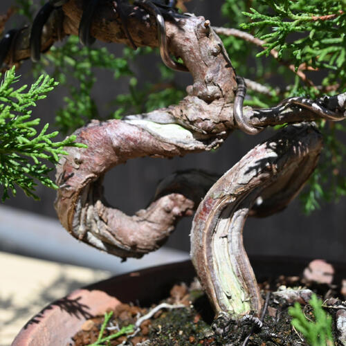 楽天市場】現品 2025年9月2日撮影 糸魚川真柏 盆栽 しんぱく : 園芸