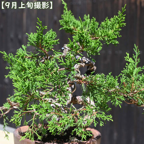 楽天市場】現品 2025年9月2日撮影 糸魚川真柏 盆栽 しんぱく : 園芸