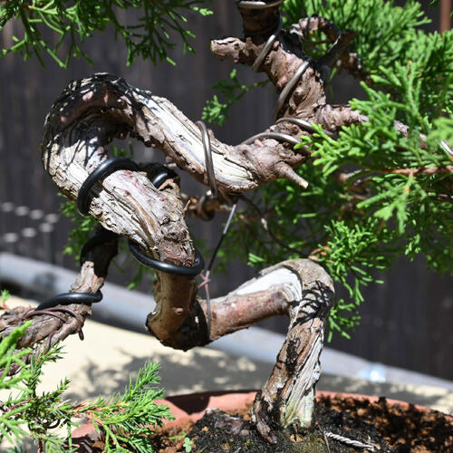 楽天市場】現品 2025年9月2日撮影 糸魚川真柏 盆栽 しんぱく : 園芸