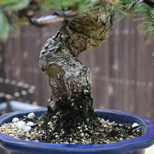 楽天市場】現品 2025年8月27日撮影 五葉松盆栽 本格 五葉松 盆栽 縁起