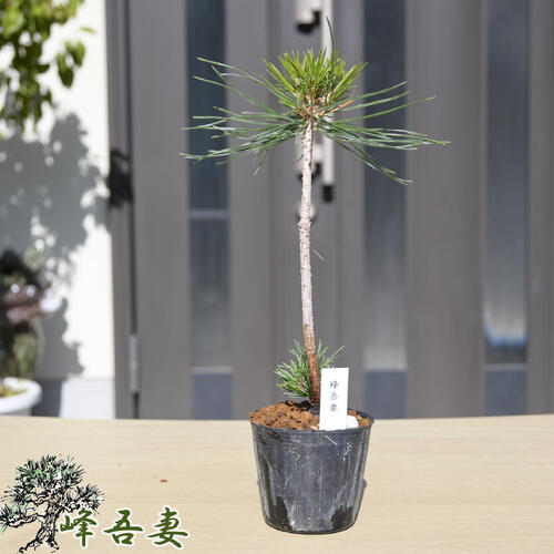 楽天市場】姫五葉松の通販