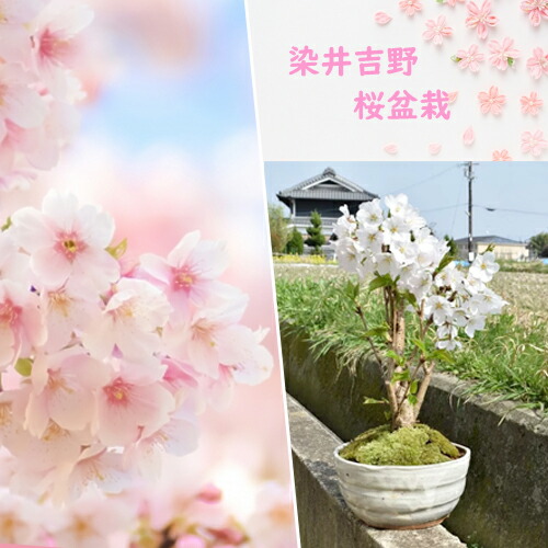 楽天市場】4月に開花母の日ギフト育てる楽しみお花見桜染井吉野桜で