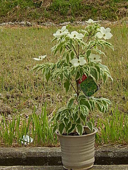 楽天市場】ヤマボウシ鉢植え斑入りはウルフアイ 花にも斑入り鉢入り