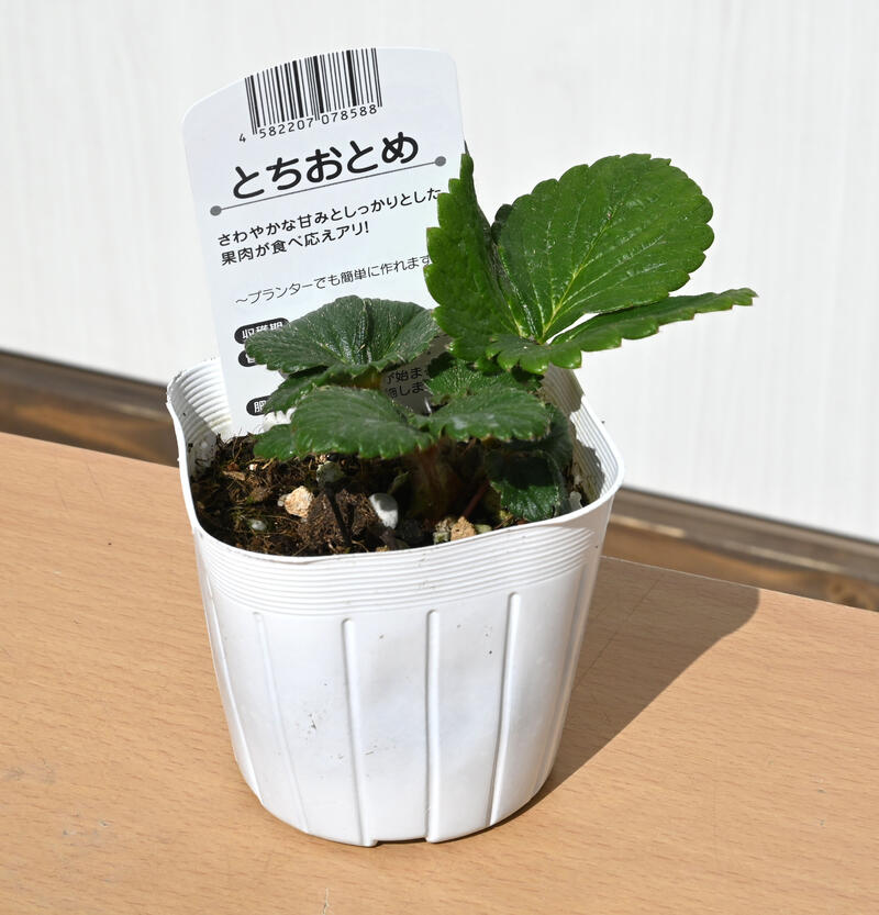 楽天市場】2026年いちご 苗 とちおとめ イチゴ 苺 プランターで育てる