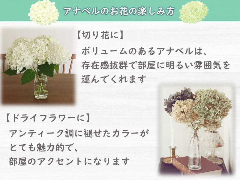 楽天市場】おすすめ苗自宅のお庭や鉢植えにアナベルはおすすめです2026