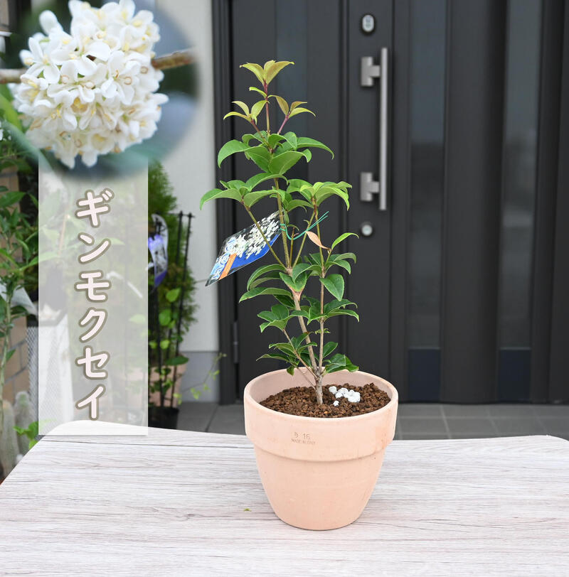 楽天市場】花鉢 ギンモクセイ 鉢植え 銀木犀 テラコッタ鉢入り 白花