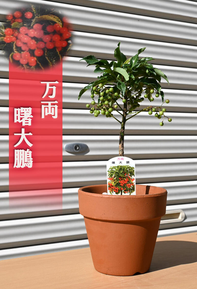 楽天市場】万両 曙大鵬 万両鉢植え 素焼き鉢入り 縁起物 : 園芸百貨店