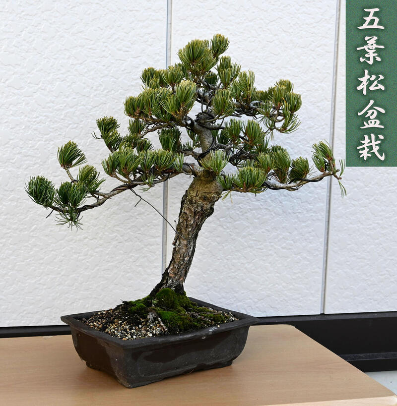 楽天市場】現品 五葉松盆栽 B2 本格五葉松盆栽 2021年12月16日撮影